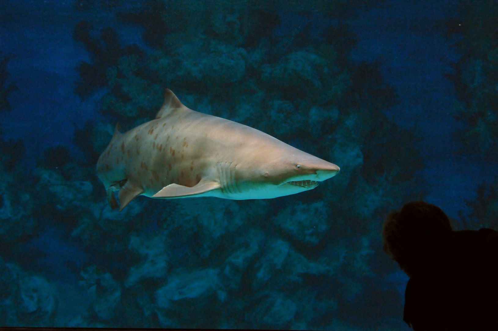 k-Sandtigerhai